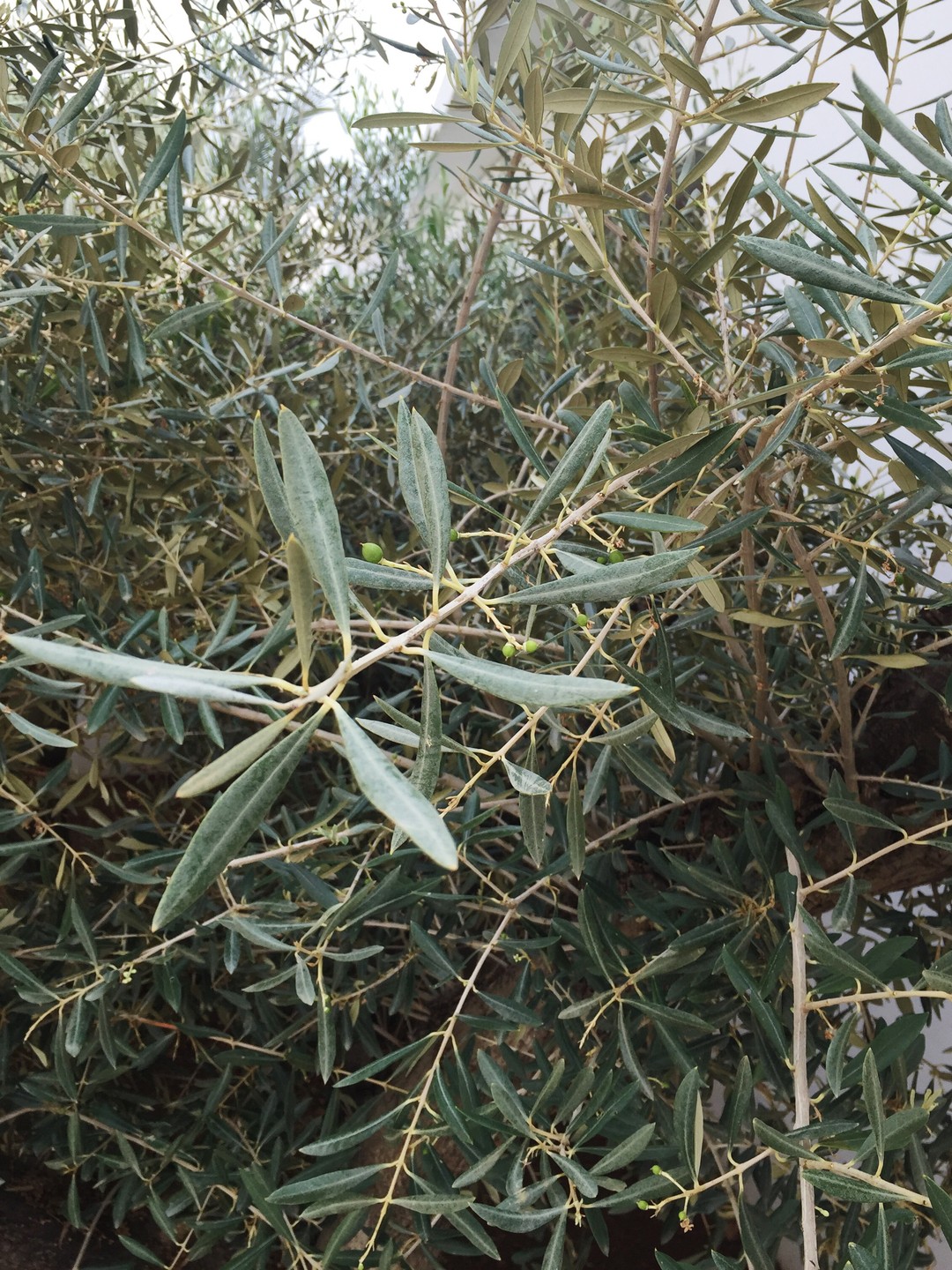 Olea Europaea